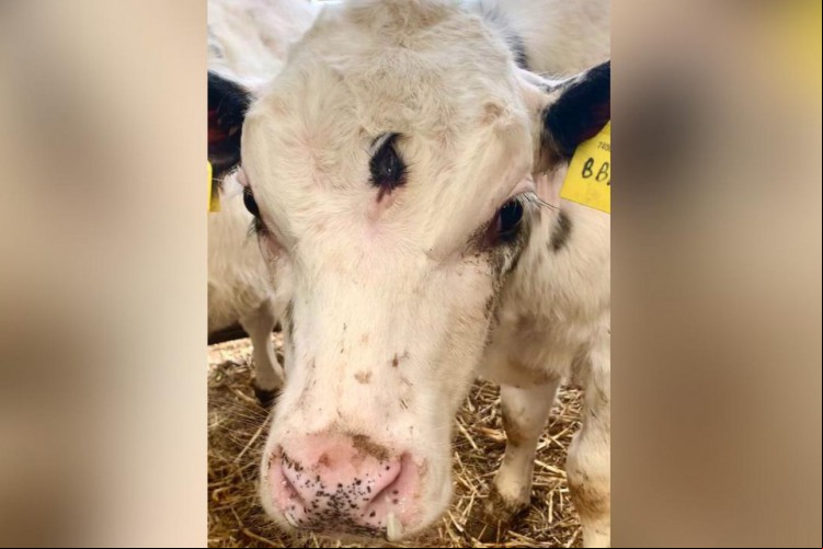 De acordo com a veterinária é
