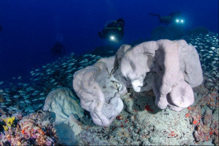 O inventário de invertebrados do Ceará catalogou 2.345 espécies existentes no Estado.