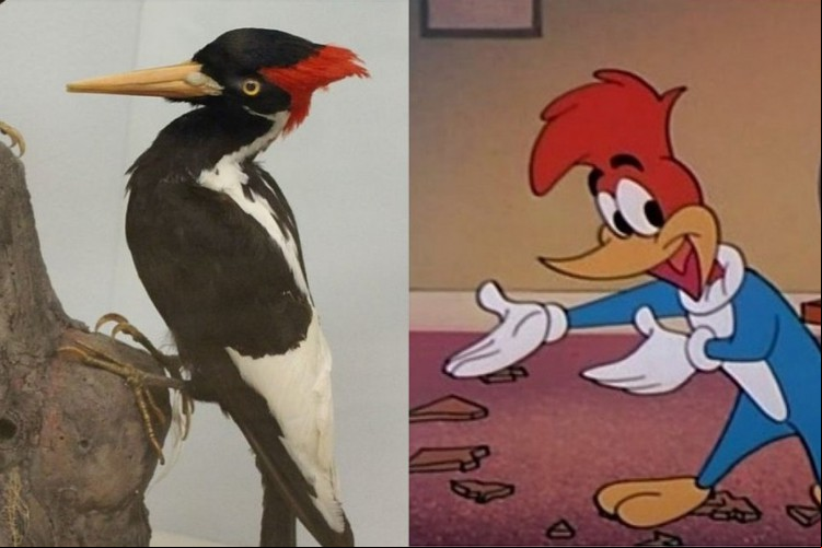 Além da ave que inspirou o desenho animado Pica-pau, outras 22 espécies de pássaros, peixes e uma planta devem ser declarados extintos