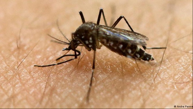 Mosquito Aedes aegypti pode transmitir dengue, zika e chikungunya