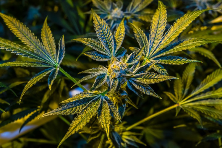 70% dos participantes do estudo afirmaram ter orgasmos mais intensos com o uso de cannabis