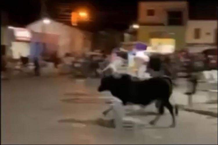 Boi corre em direção a participantes da quermesse