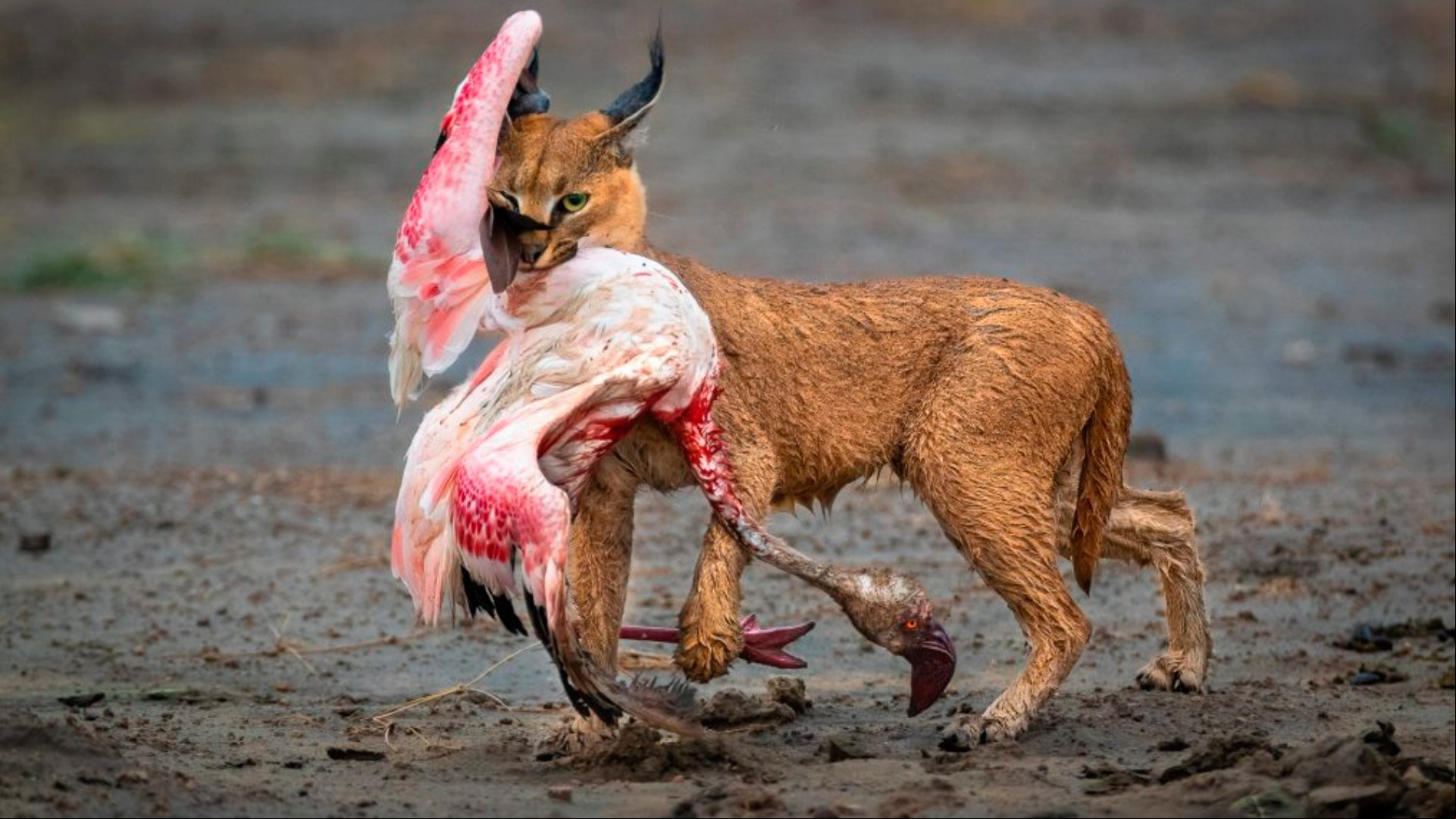 'Um gato e seu prêmio' por Dennis Stogsdill, EUA,imagem vencedora do concurso de fotografia Nature TTL Photographer of the Year 2022