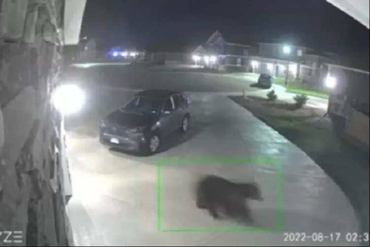 Cadela de 15 cm persegue urso para proteger casa de tutores nos Estados Unidos