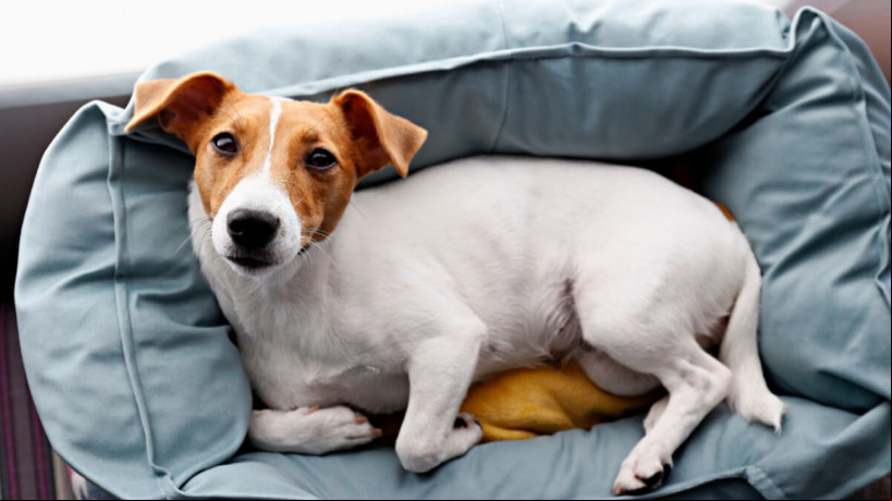 10 dicas para escolher a cama ideal para o seu cachorro
