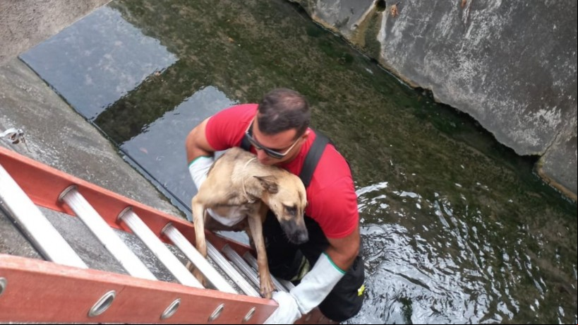 Cachorro perdido em canal é resgatado pelo Corpo de Bombeiros, em Fortaleza