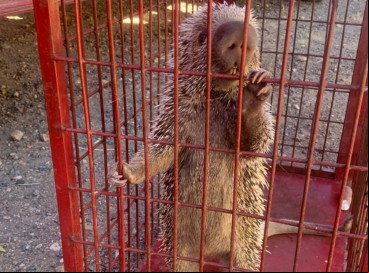 Porco-espinho foi resgatado em um imóvel no município de Tauá e devolvido ao habitat natural 