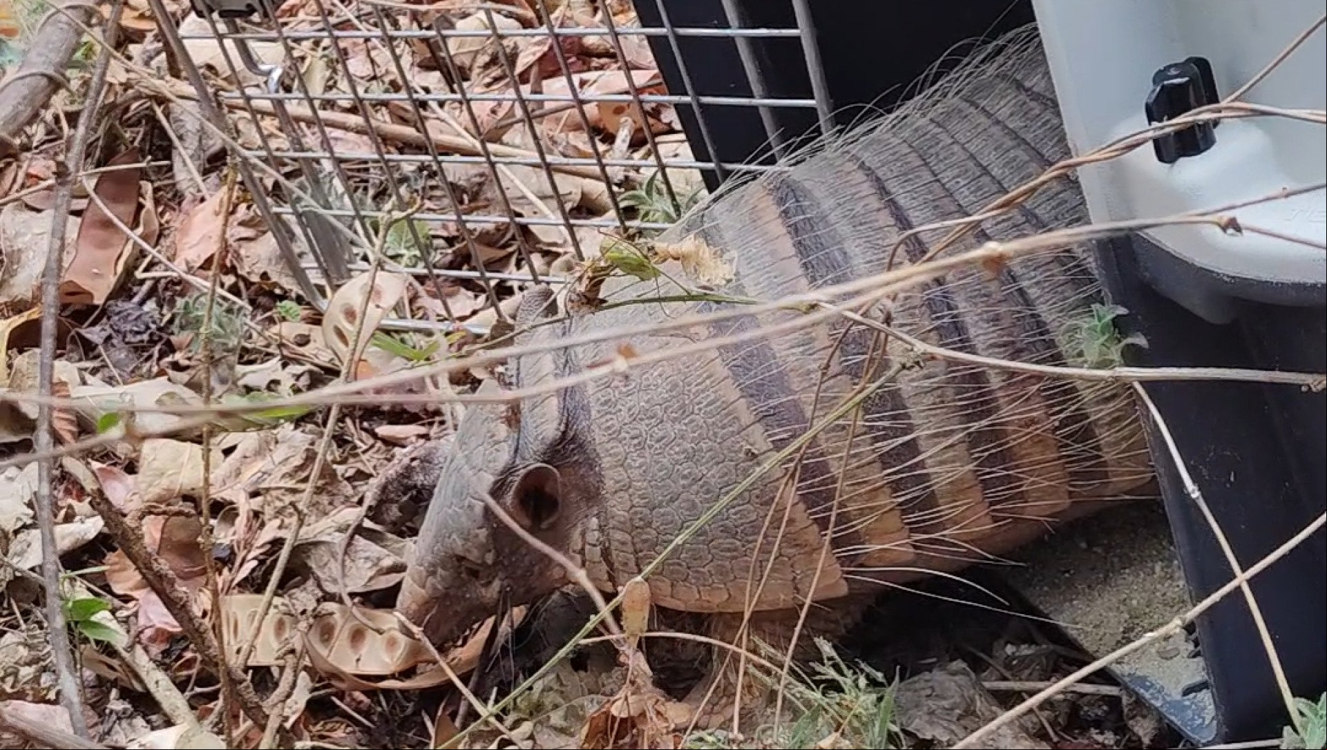 Semace devolve à natureza animais apreendidos em fiscalizações ou entregues voluntariamente ao órgão