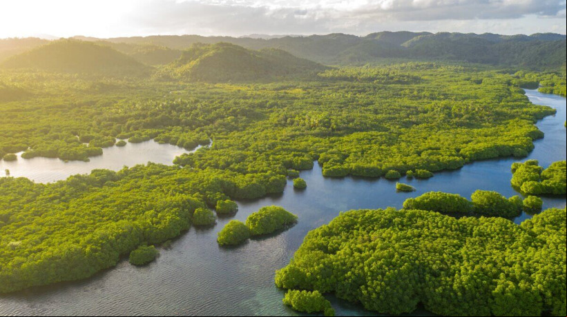 Floresta amazônica