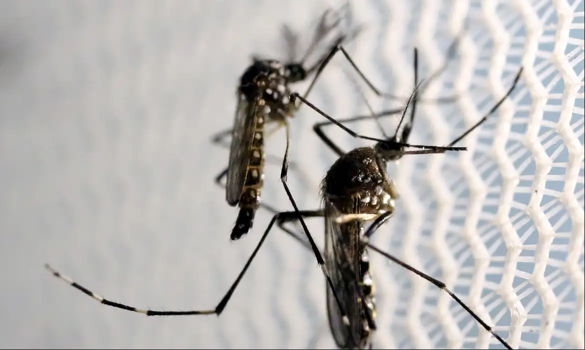 O Brasil já registrou mais de 200 mil casos prováveis de dengue em 2024