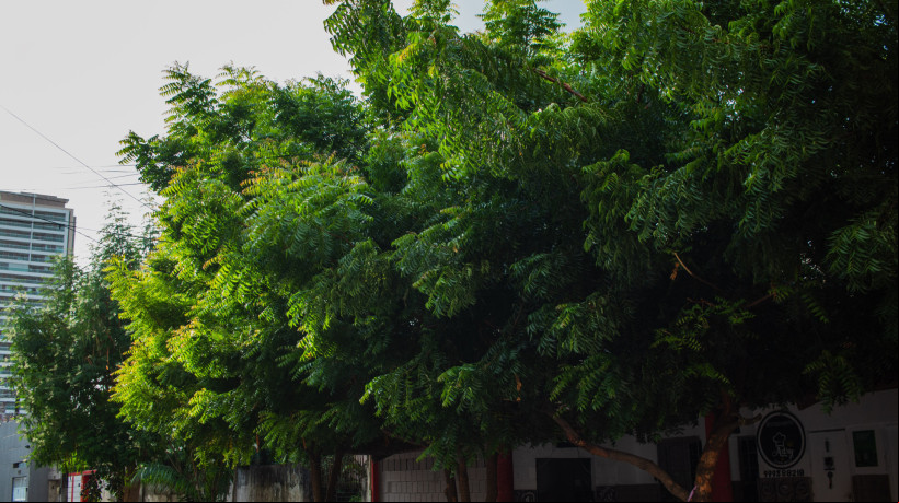 Árvores da espécie Nim em um restaurante no Bairro de Fátima. Só na esquina do local, haviam seis mudas da planta