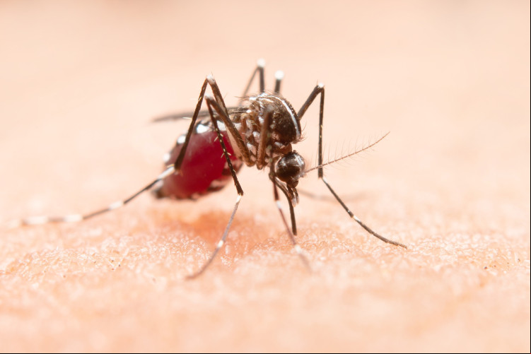 Não se pode esquecer que uma das melhores alternativas é matar os mosquitos no nascedouro, ainda enquanto são larvas, evitando que cheguem à fase adulta