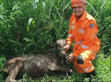 Vaca resgatada em cacimba 