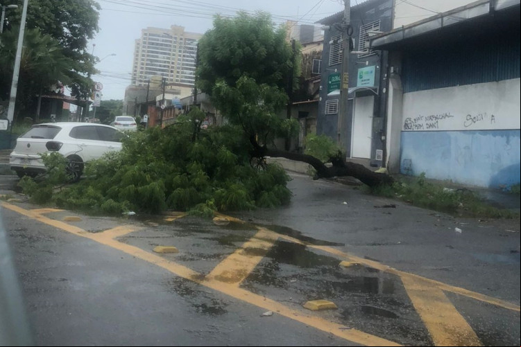 Árvore caída no bairro José Bonifácio, em Fortaleza