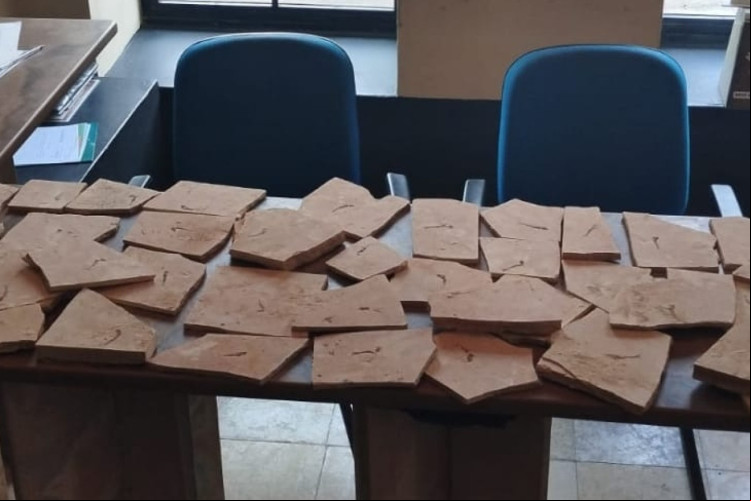 Os fósseis foram levados ao Museu de Paleontologia Plácido Nuvens para serem estudados e depois expostos