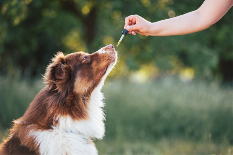 Os suplementos alimentares favorecem a saúde dos animais de estimação (Imagem: 24K-Production | Shutterstock)
