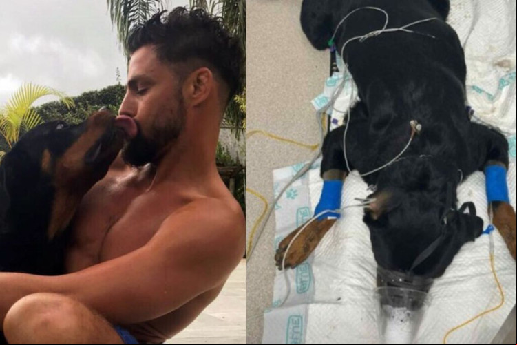 Ator denunciou envenenamento de seus cachorros nas redes sociais
