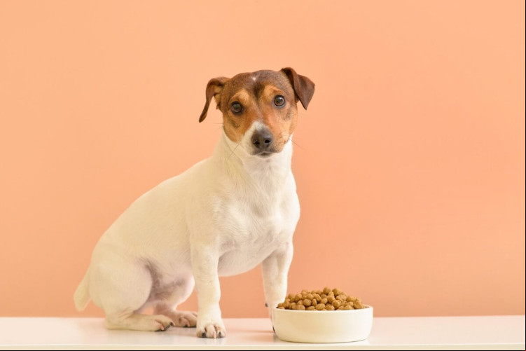 Manter as formigas longe do pote de ração garante a saúde dos pets e a qualidade dos alimentos (Imagem: Pixel-Shot | Shutterstock)