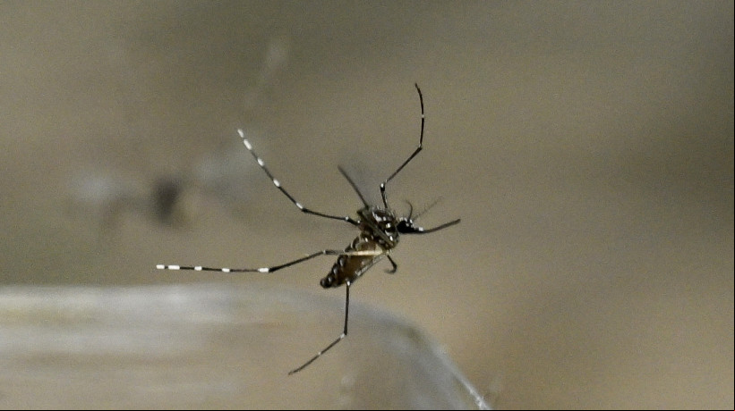 Foto de apoio ilustrativo: O mosquito Aedes aegypti é vetor de arborviroses como dengue, zika e chikungunya