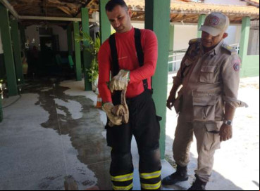 Jiboia resgatada em escola de Maranguape 