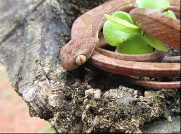 ￼A SERPENTE é de pequeno porte e tem olhos grandes 