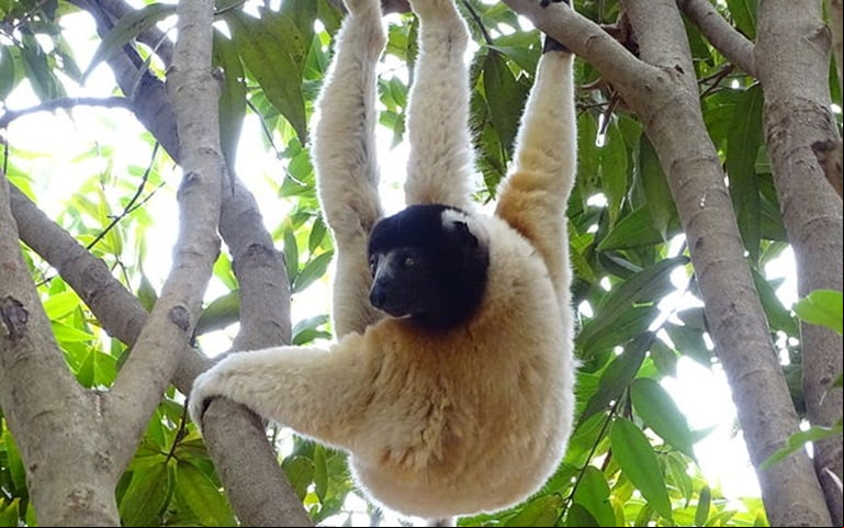O lêmure-sifaka vive em florestas secas cercadas de mangues, cerca de 300 metros acima do nível do mar, no noroeste de Madagascar.