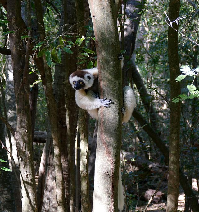 Os lêmures-sifaka são naturais da Ilha de Madagascar, onde lutam diariamente pela sobrevivência.