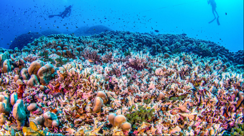 Cientistas descobriram maior coral do mundo no oceano Pacífico