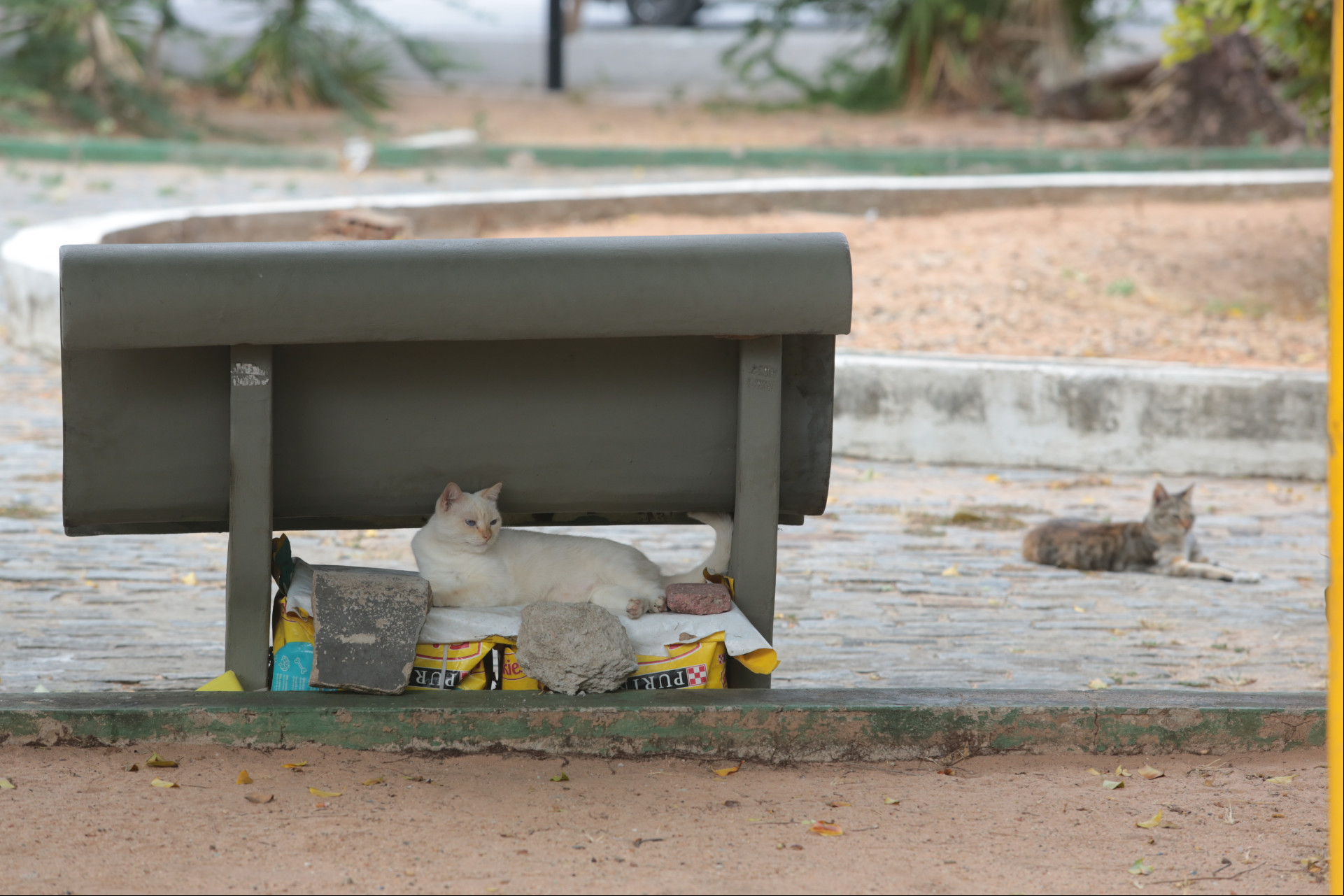 Os voluntários constroem casas para os gatos utilizando materiais recicláveis Os voluntários constroem casas para os gatos utilizando materiais recicláveis