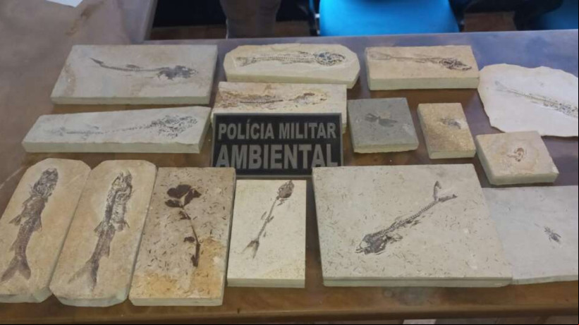 15 fósseis são encontrados em Nova Olinda e Santana do Cariri