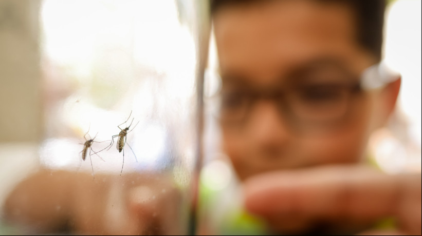 O combate ao mosquito é essencial para a diminuição de casos da doença