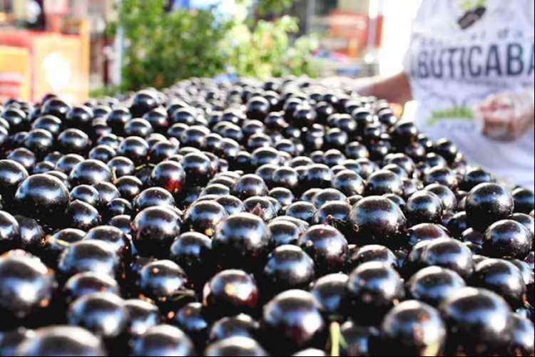 A enciclopédia gastronômica TasteAtlas elaborou recentemente uma lista com as melhores frutas do planeta. Os votos foram dos leitores. Entre elas, está uma brasileira que conquistou o mundo. Trata-se da jabuticaba, originária da região da Mata Atlântica.