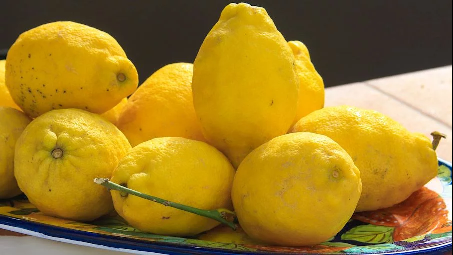 9. Limão Sorrento: É conhecido como Limone di Massa Lubrense ou Massese , em homenagem a uma pequena comunidade de aldeias estabelecidas na ponta da Península Sorrentina. Esses limões perfumados, portanto, são derivados do ecótipo local Ovale di Sorrento e cultivados na província de Nápoles desde o Renascimento.
