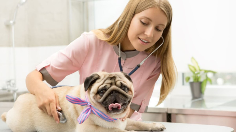 Os planos de saúde ajudam a garantir o bem-estar dos animais (Imagem: Zoriana Zaitseva | Shutterstock)
