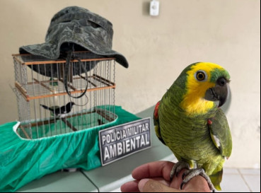 Idosa é detida por manter duas aves silvestres em cativeiro  