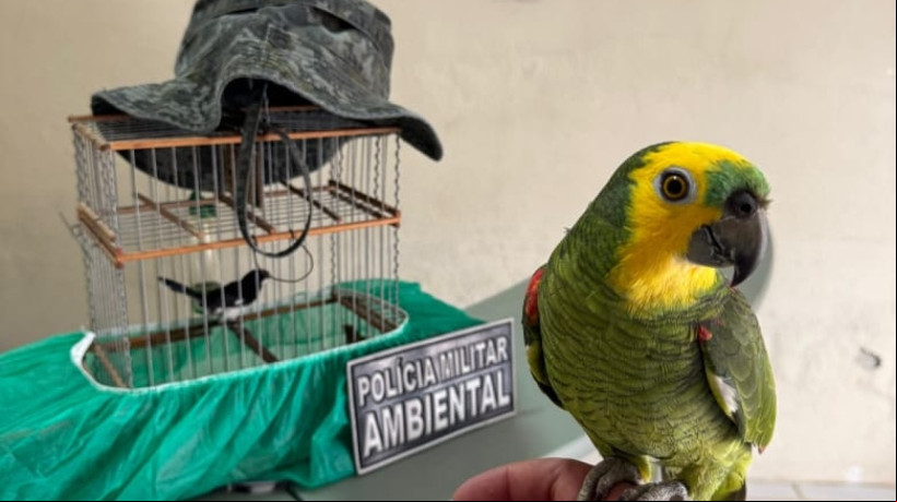 Idosa é detida por manter duas aves silvestres em cativeiro