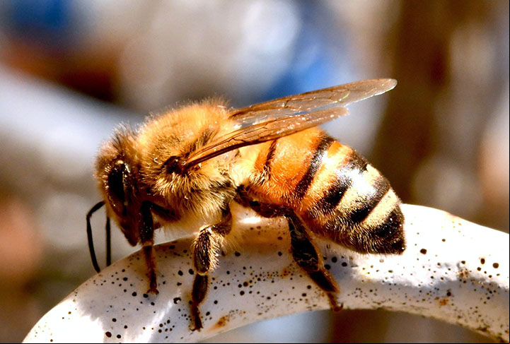A importância das abelhas é gigantesca para o meio ambiente. Por isso, a preservação da espécie é uma grande preocupação que envolve iniciativas no mundo inteiro.