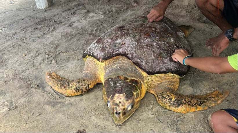 TARTARUGA-CEBEÇUDA foi retirada da água e levada para a areia por moradores