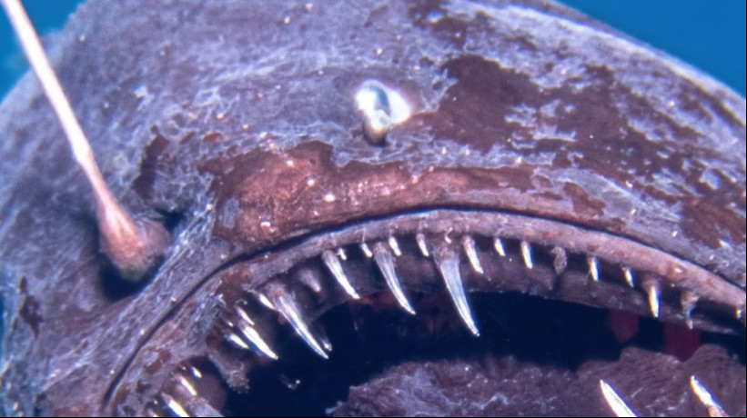 Peixe