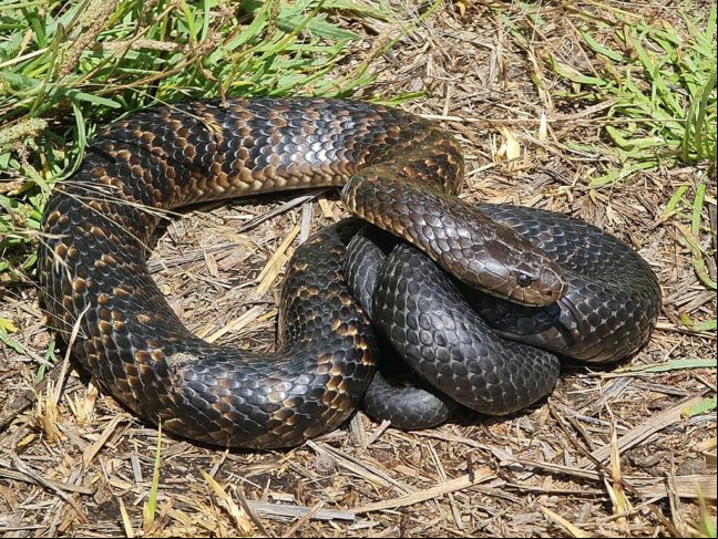Cobra-tigre: Seu veneno pode matar em até 24 horas, se não for tratado. Além disso, a cobra-tigre é conhecida por sua natureza bem agressiva.