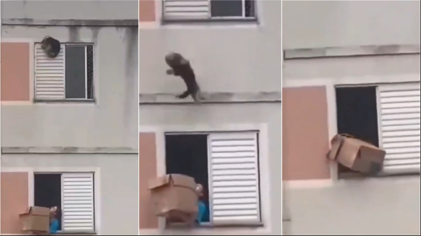 Mulher salva cachorro de queda do último andar com caixa de papelão; confira vídeo