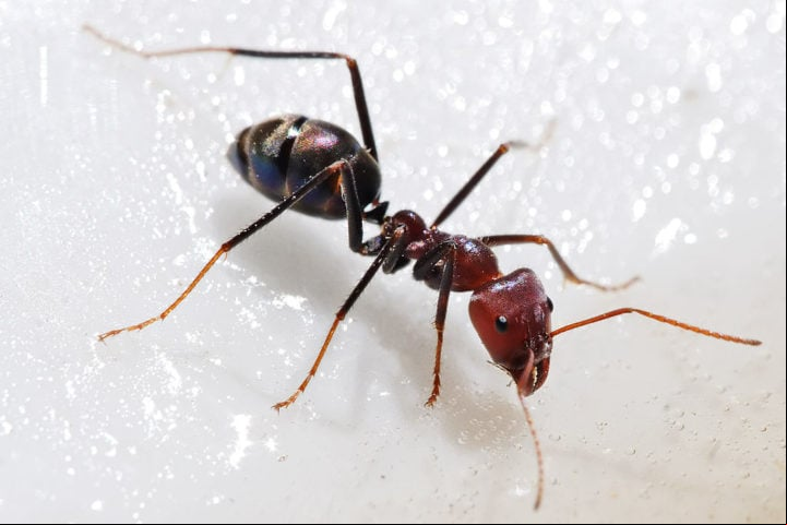 As formigas são insetos sociais pertencentes à família Formicidae, dentro da ordem Hymenoptera, que também inclui abelhas e vespas.