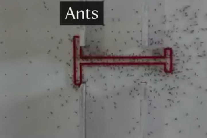 O diferencial das formigas foi a chamada memória emergente, permitindo que persistissem na mesma direção mesmo após encontrar obstáculos, evitando repetir erros.