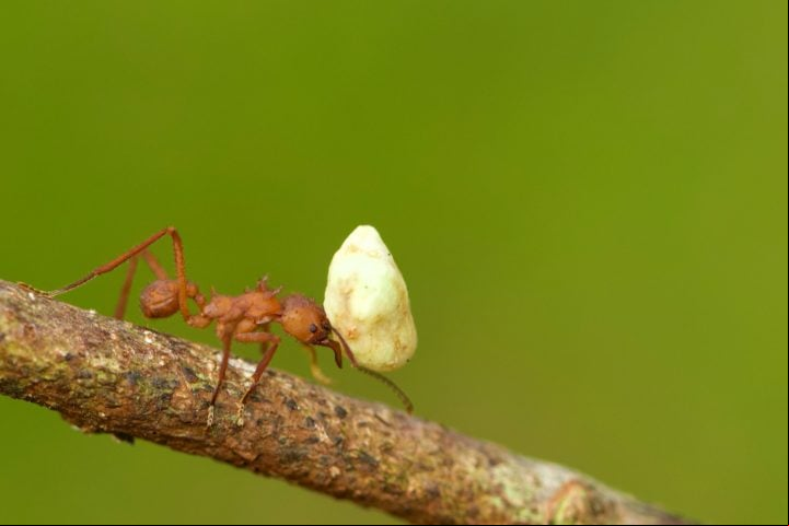 Apesar de seu pequeno tamanho, as formigas são incrivelmente fortes, conseguindo carregar objetos muitas vezes mais pesados que seu próprio corpo.