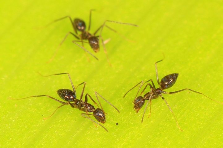 Os humanos participaram sob diferentes condições, incluindo restrições na comunicação, enquanto as formigas da espécie Paratrechina longicornis foram induzidas a acreditar que o objeto era alimento.