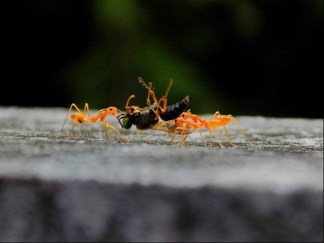 Elas atuam como predadoras, ajudando a controlar populações de outros insetos, e também como dispersoras de sementes, contribuindo para a regeneração de plantas.