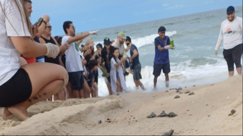 Filhotes de tartaruga caminhando para o oceano