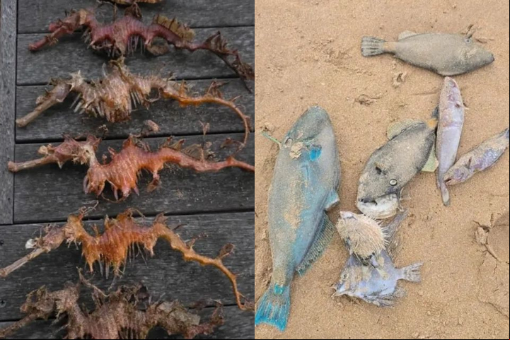 O fenômeno causou a morte de vários animais marinhos, como cavalos-marinhos, peixes e polvos, que foram encontrados na areia.