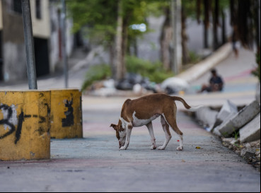 Animais estão sendo abandonados no Centro de Zoonoses de Juazeiro do Norte
 