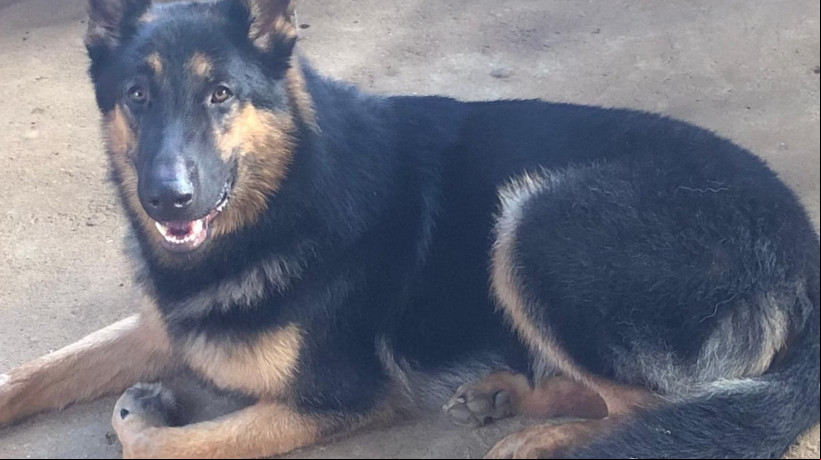 Brutus, como era chamado, tinha quatro anos e foi atingido por um disparo na cabeça
